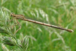 Sympecma paedisca - Sibirische Winterlibelle